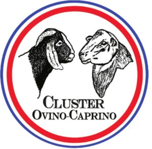 cluster ovino